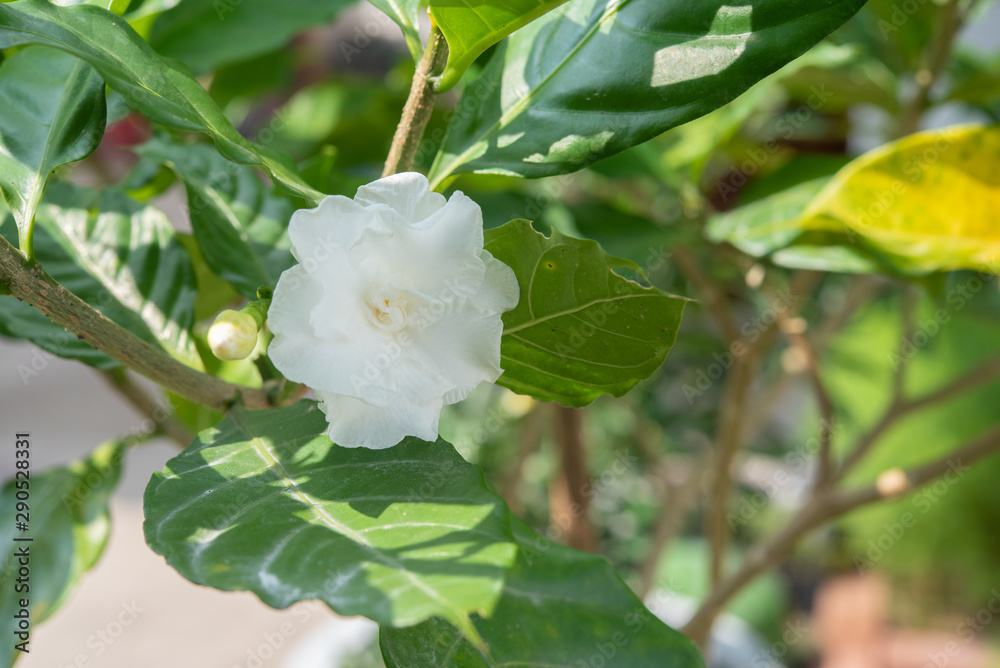 Obraz premium Gardenia jasminoides in garden. beautiful flower background