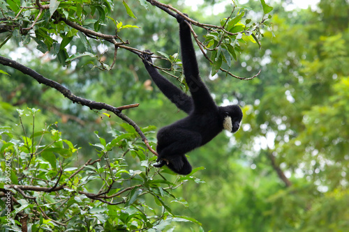 Black gibbon on the tree in the zoo.