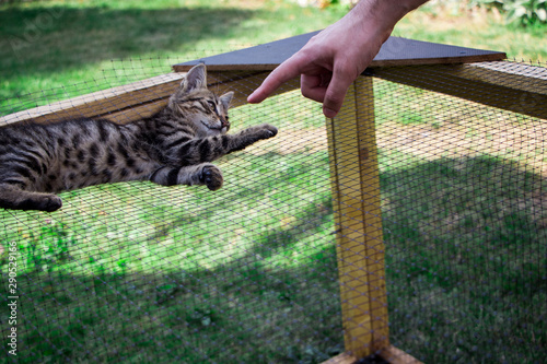 Fotografija little kitten on the cage playing with the hand