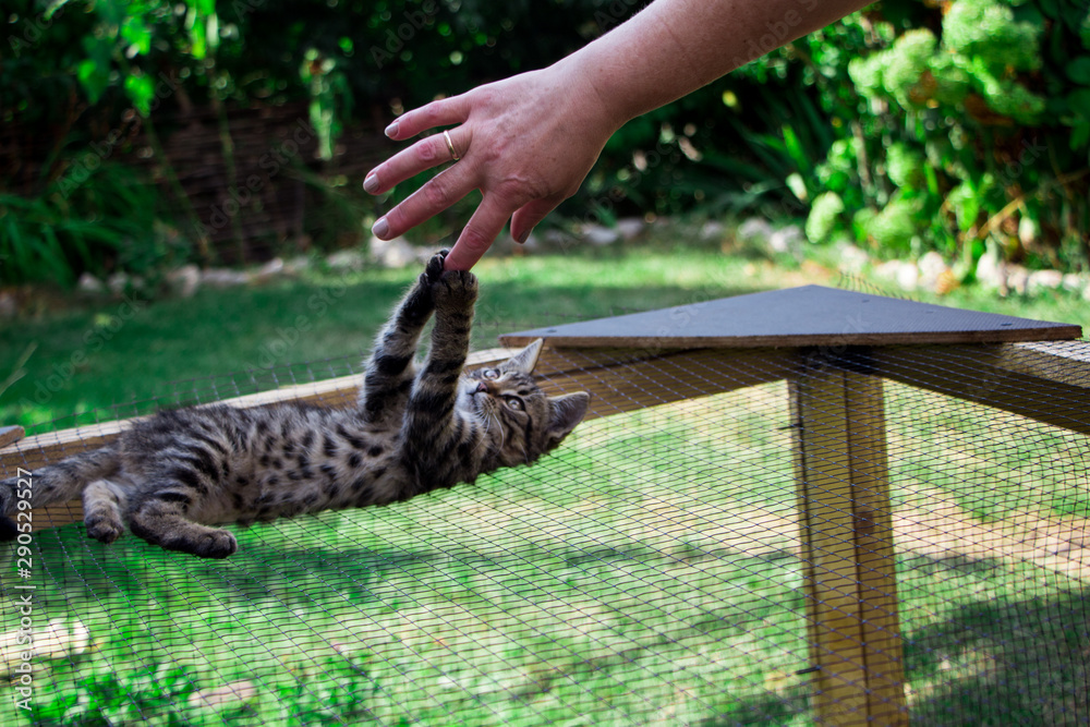 little kitten on the cage playing with the hand little kitten on the cage playing with the hand