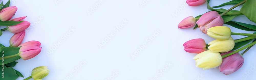 Banner with fresh tulips of pink and yellow color Banner with fresh tulips of pink and yellow color