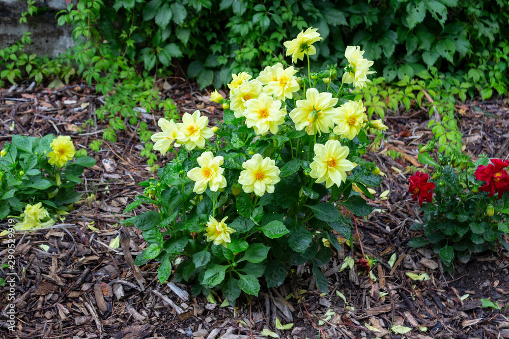 A bush of yellow annual dahlias in blooms well in the garden at a summer day