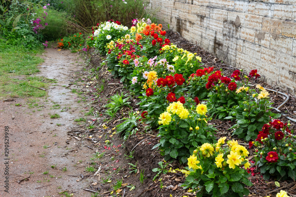 Beautiful flowering bushes of annual dahlias with yellow, red, white flowers near a daroshka in the garden.
