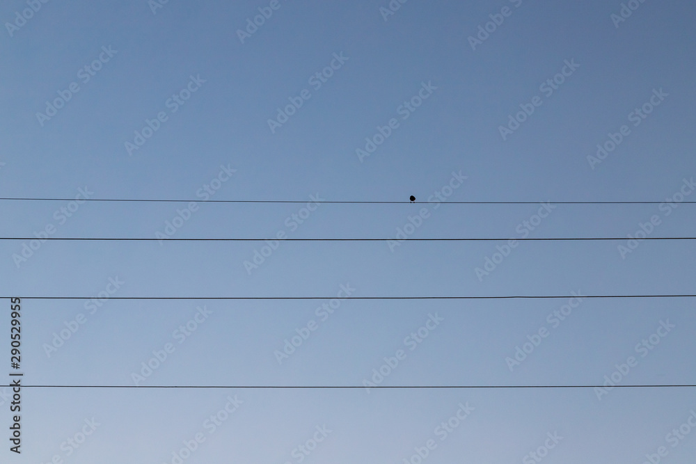 A single bird turned backwards, perched on an electric cable with a sky as the background, giving a sad mood