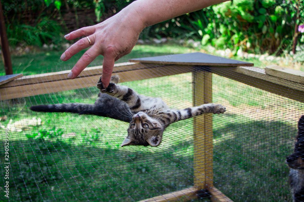 little kitten on the cage playing with the hand
