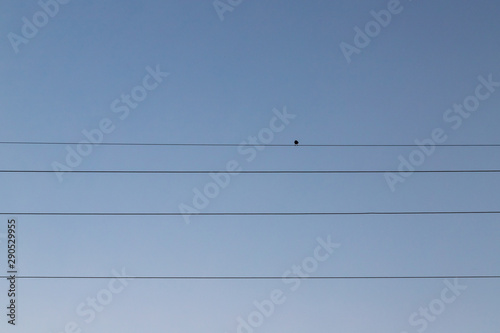 A single bird turned backwards  perched on an electric cable with a sky as the background  giving a sad mood