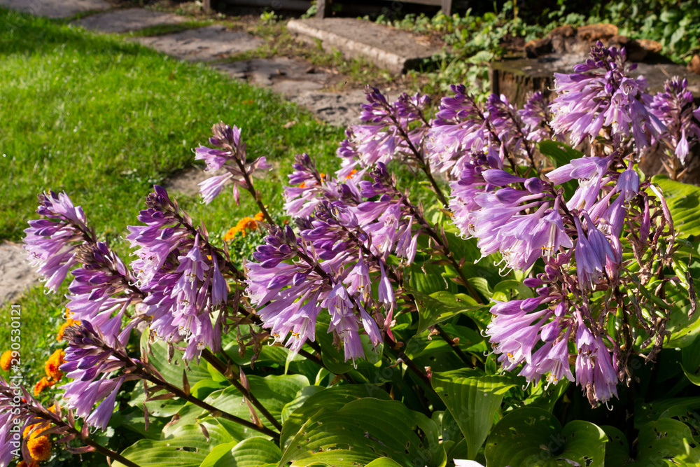 Obraz premium A beautiful blooming hosta bush with lilac flowers on a sunny day in the garden.