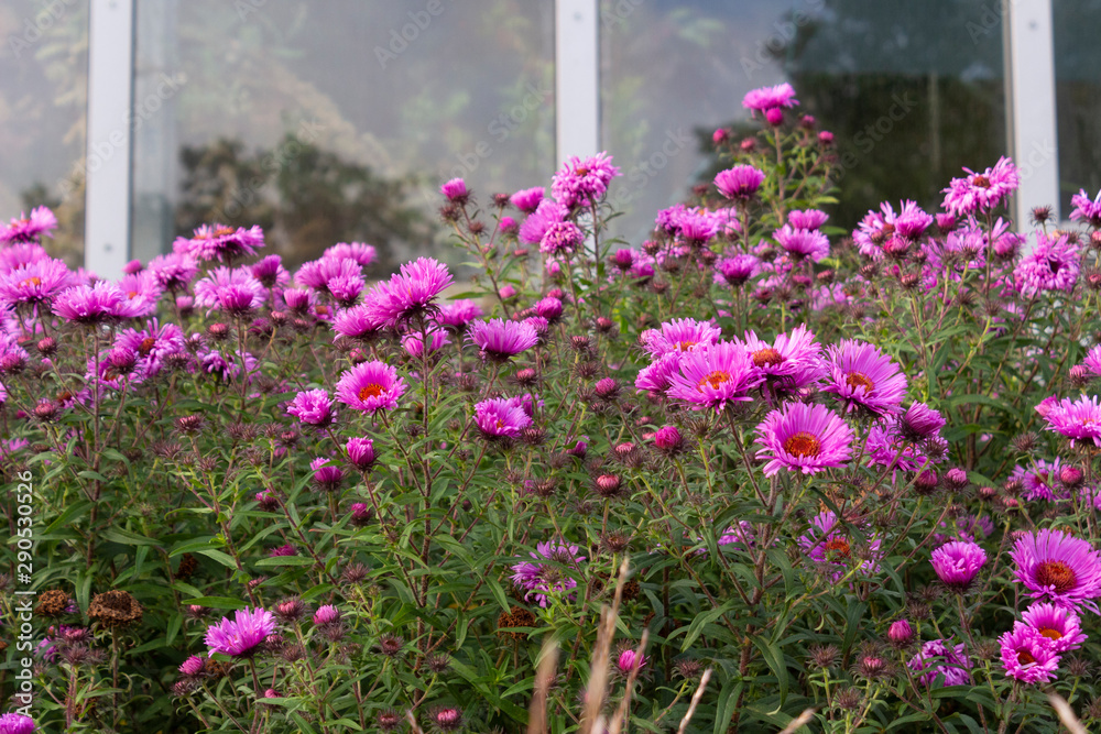 Perennial autumn aster septemberina bloomed with pink flowers in the garden by the greenhouse.