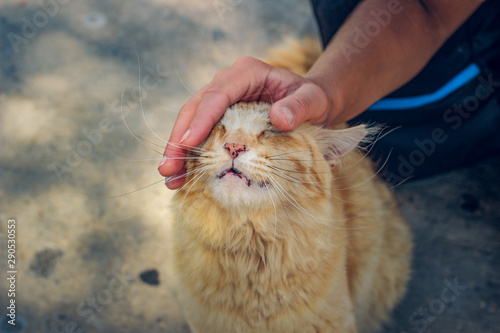Fotografija human cat stroking street cat