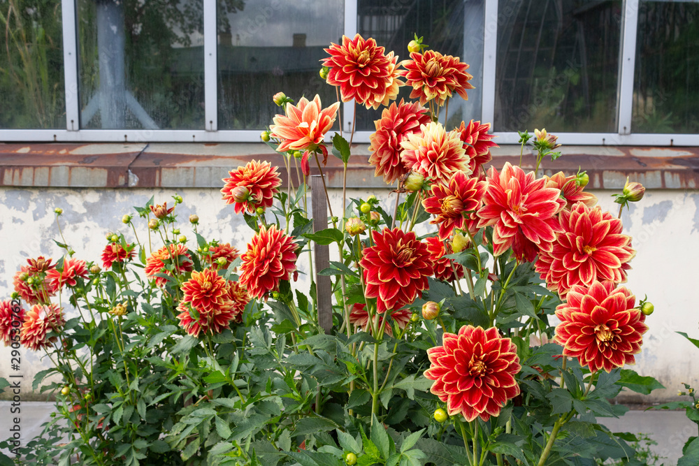 Beautiful flowering bush of red dahlia near the wall of the greenhouse in the garden on a summer day. Large flowers of red dahlia with bright edges of the petals.