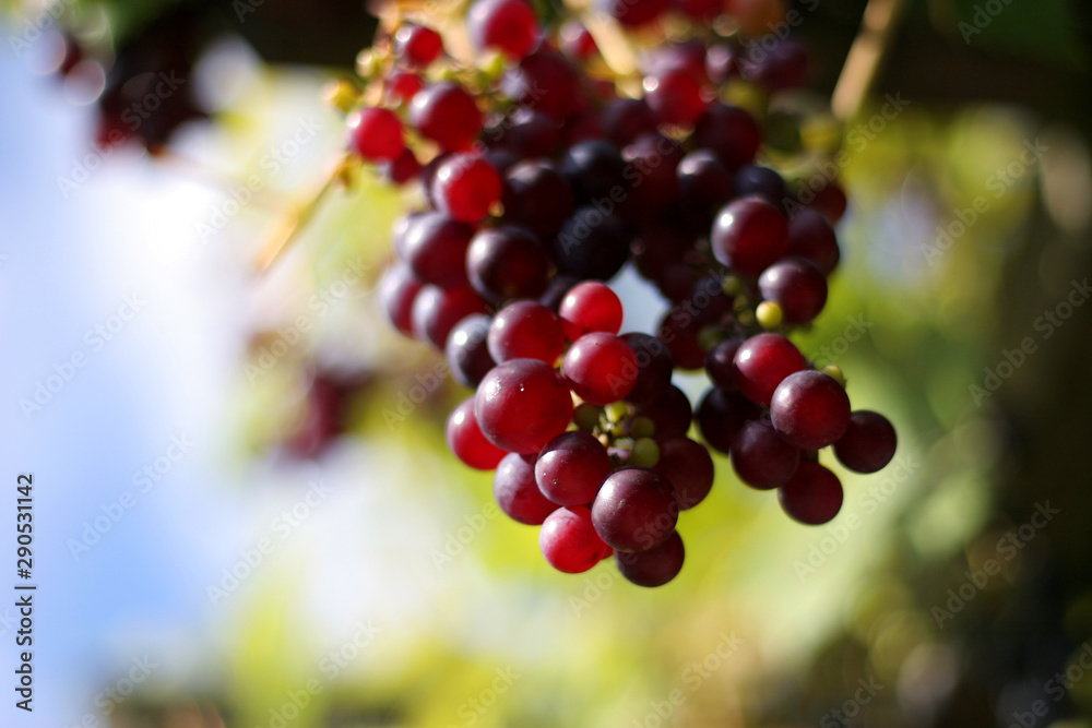 Nice red grapes in vineyard