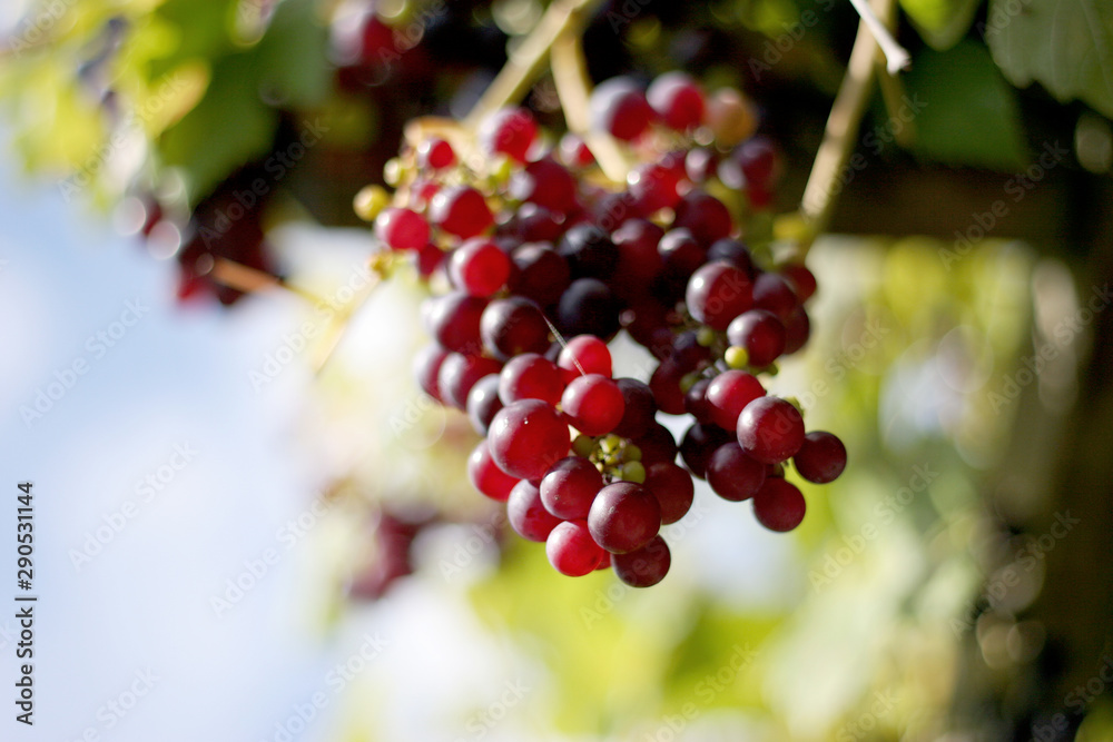 Close up shot of red grapes in vineyard dof detail Close up shot of red grapes in vineyard dof detail