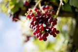 Close up shot of red grapes in vineyard dof detail