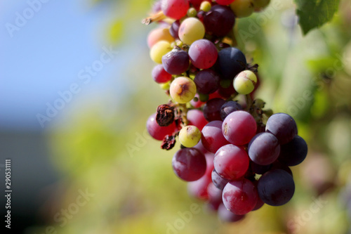 Detailed close up shot of red grapes in vineyard with blue sky