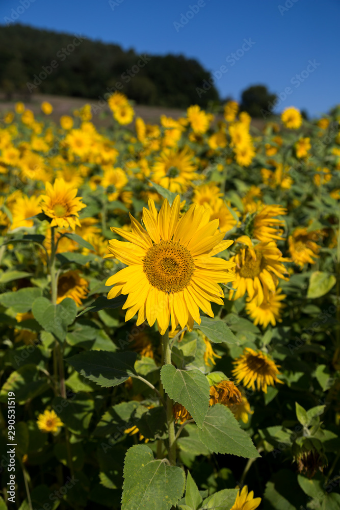 Fototapeta premium Sonnenblumen Feld 