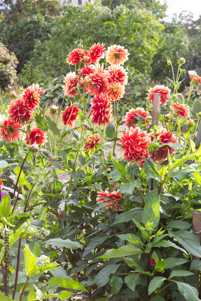 Garden with flowering bushes of red-orange dahlias in the garden at the end of summer.