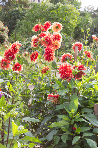 Fototapeta Naklejka Na Ścianę i Meble -  Garden with flowering bushes of red-orange dahlias in the garden at the end of summer.