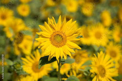 Sonnenblumen Feld 