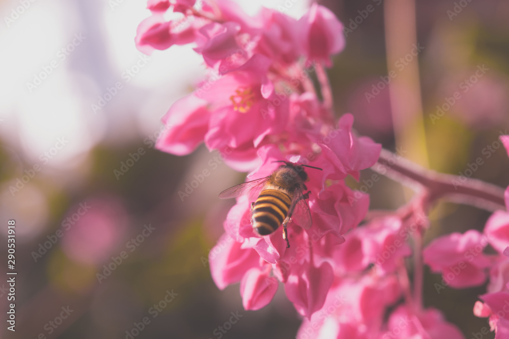 beautiful macro of flower for green background, relax, relief fresh beautiful macro of flower for green background, relax, relief fresh