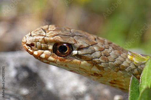 junge Östliche Eidechsennatter (Malpolon insignitus) - Eastern Montpellier snake, juvenile photo