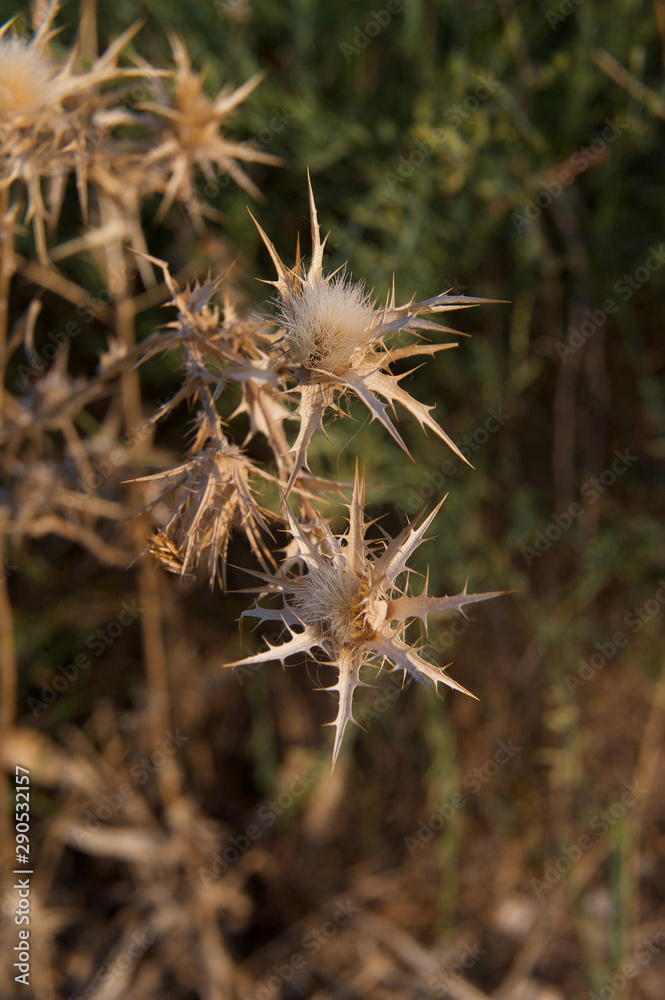 beautiful dry burdock flower from my garden beautiful dry burdock flower from my garden