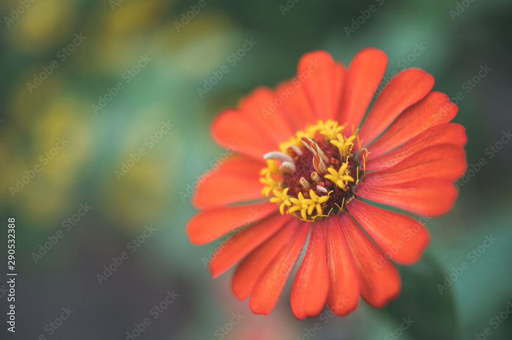 beautiful macro of flower for green background, relax, relief fresh beautiful macro of flower for green background, relax, relief fresh