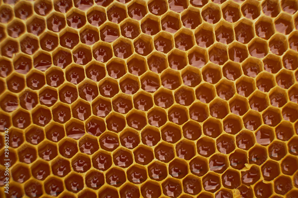 pattern of a section of wax honeycomb from a bee hive filled with golden honey. Background texture pattern of a section of wax honeycomb from a bee hive filled with golden honey. Background texture