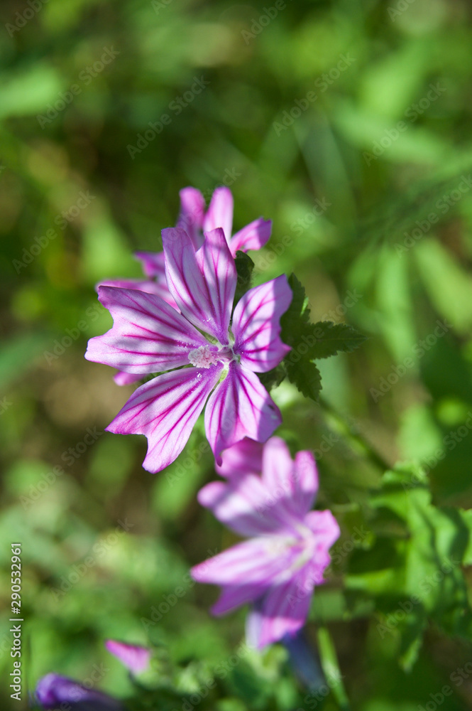 beautiful morning dew flower from my garden beautiful morning dew flower from my garden