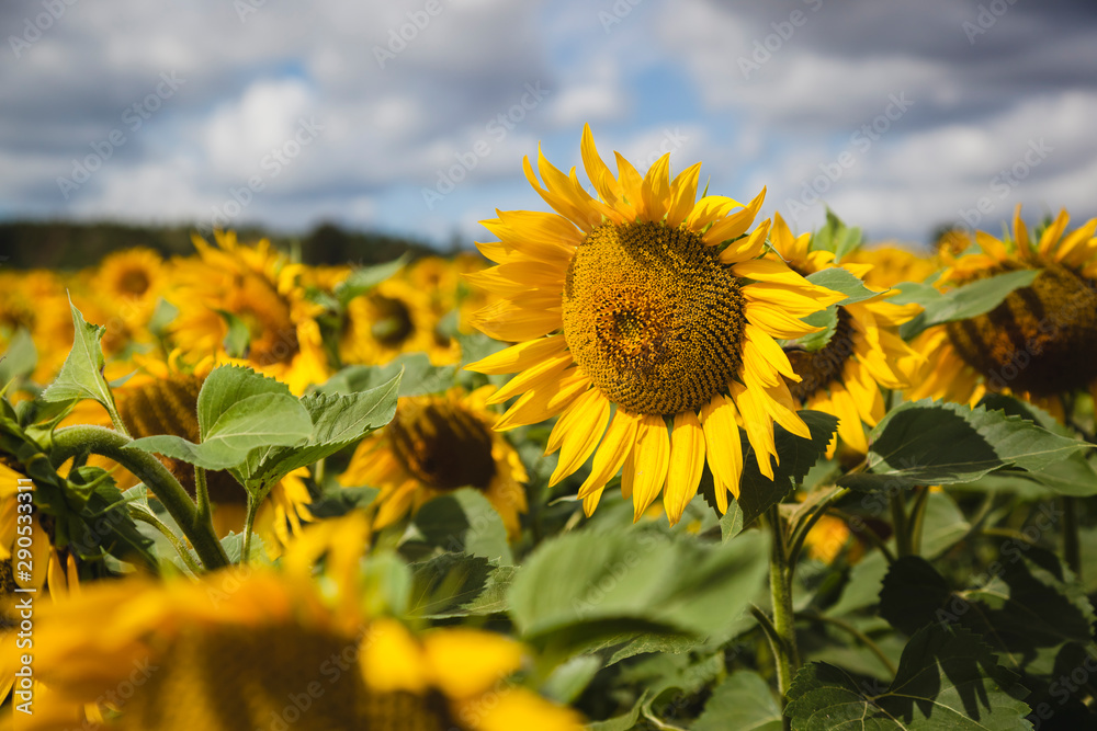 Bright sunflower field with sky and clouds