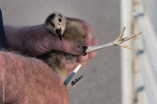 Ringing of a chick Eurasian curlew, Numenius arquata