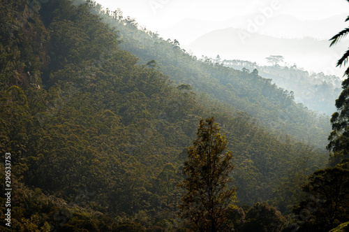 Misty Landscape of Morning forest and mountains