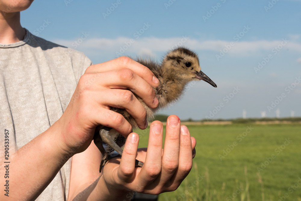 Ringing of a chick Eurasian curlew, Numenius arquata