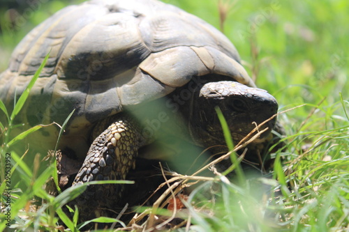 turtle on grass