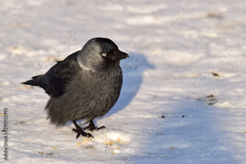 Ptak kawka zimą © Katarzyna