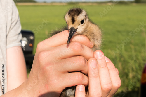 Ringing of a chick Eurasian curlew, Numenius arquata