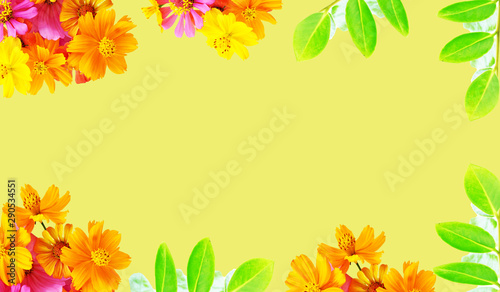 Beautiful mexican aster flowers on yellow background