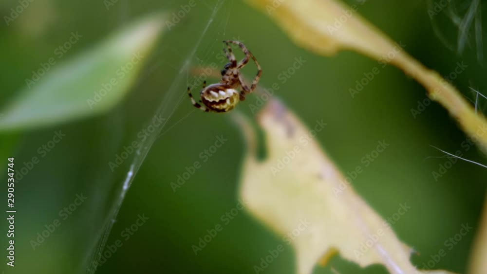An orb-weaver spider weaving its web amongst the leaves in a garden. Close-up macro shot. An orb-weaver spider weaving its web amongst the leaves in a garden. Close-up macro shot.