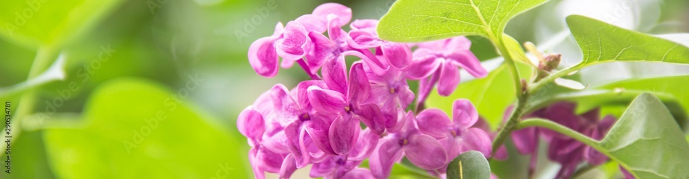 banner of Beautiful fresh purple violet flowers. Close up of purple flowers. Spring flower, a branch of lilac
