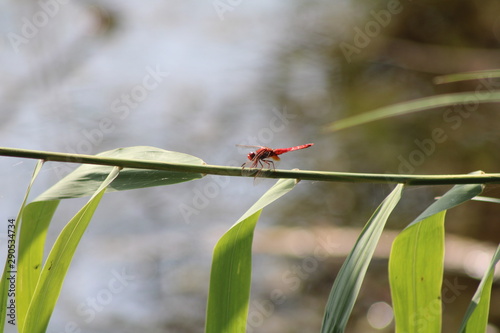 dragonfly on leaf