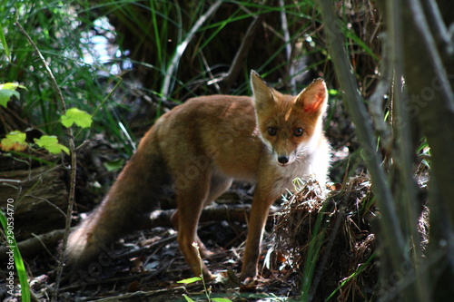 red fox