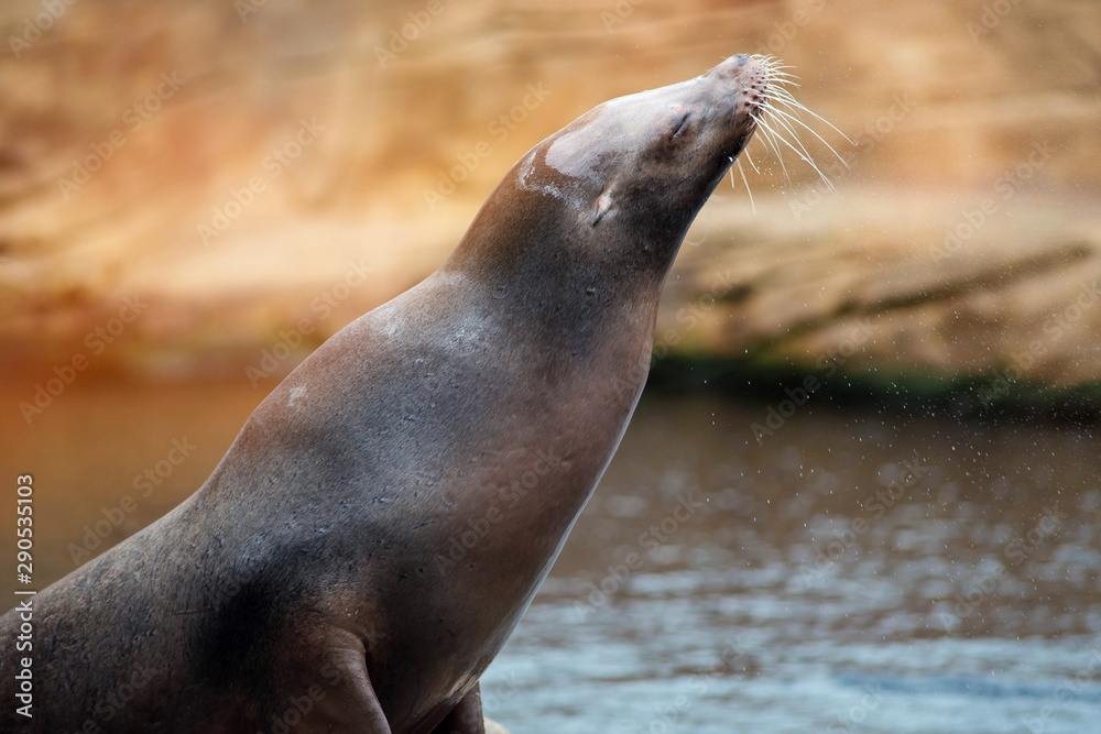 Naklejka premium Californian sea lion in close-up