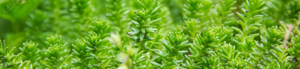 banner of Succulents green background. Sedum album or white stonecrop, is a flowering plant of the genus banner of Succulents green background. Sedum album or white stonecrop, is a flowering plant of the genus