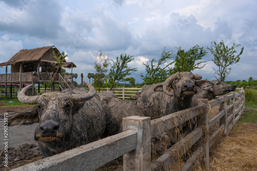 Group of water buffalo in a stall at countryside Thailand photo