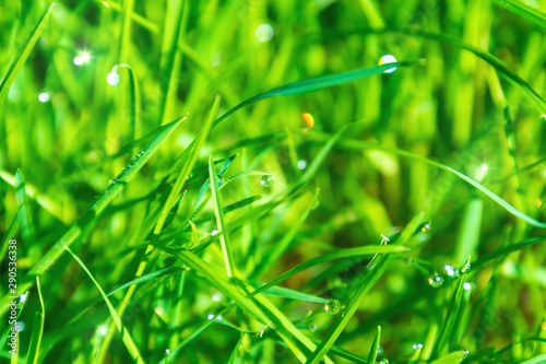 Shiny clear dew water drops on blades of grass in the bright morning sunlight for background