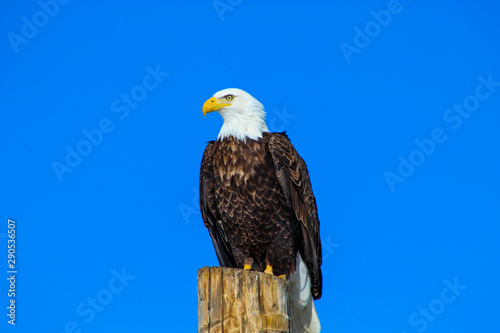 portrait of an american bald eagle © Nate