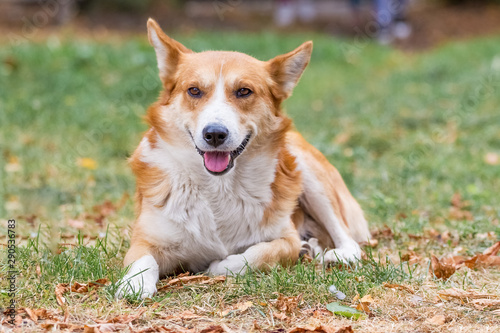 Dog with white and orange fur lying in the park on the grass_