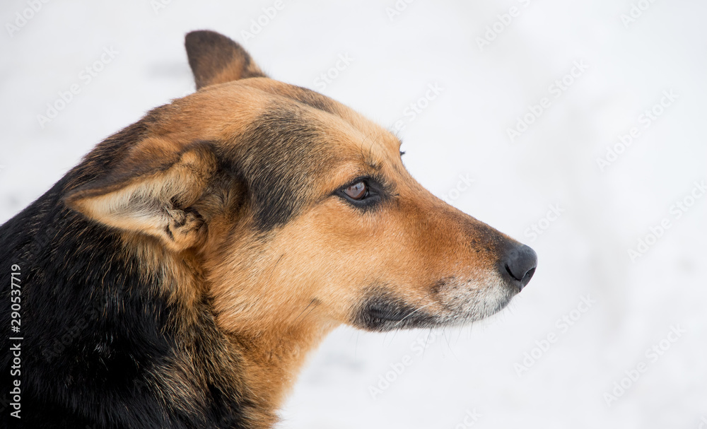 Closeup portrait of dog in profile on snow background Closeup portrait of dog in profile on snow background