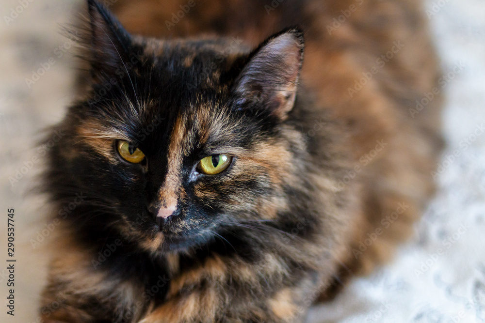 Serious tortoiseshell cat looks at the camera.