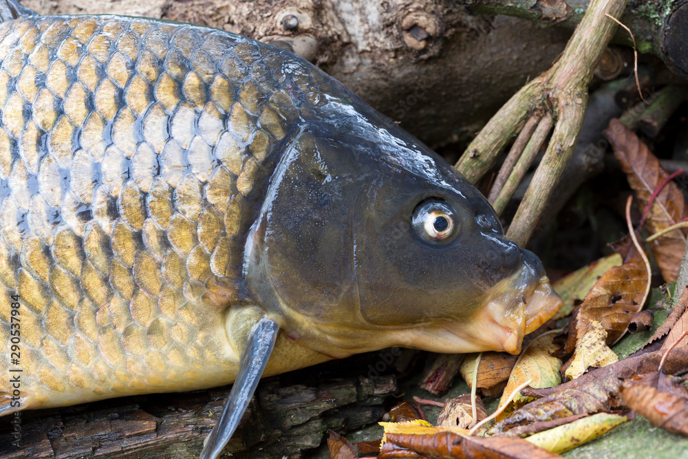 The Carp – Cyprinus Carpio – in detail The Carp – Cyprinus Carpio – in detail