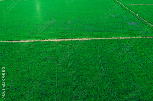 Rice plantation green field sunset aerial view